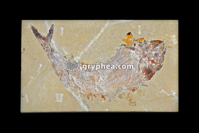 Poisson fossilisé (non identifié) - gryphea.org